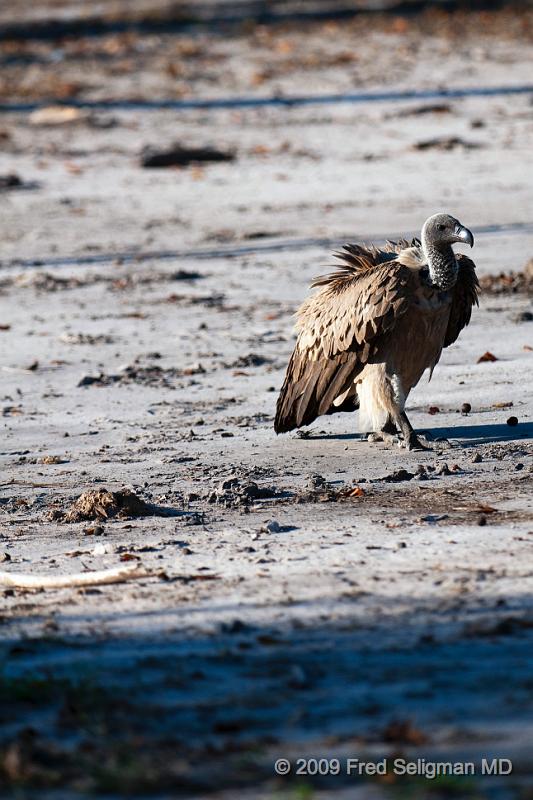 20090617_172238 D300 (1) X1.jpg - Vultures, Selinda Spillway, Botswana